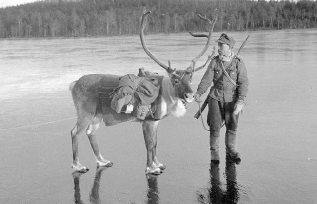 Финляндия, фашист и олень
