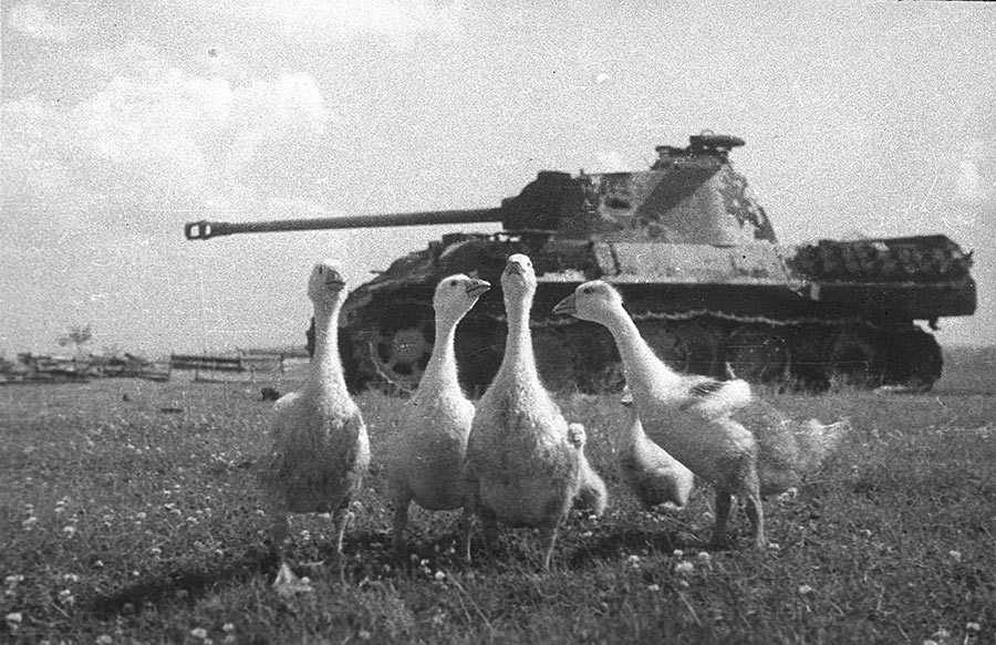 Подбитая «Пантера» (Pz.V), 1944 г, Беларусь, фотография Михаила Савина. Танк судя по всему не подбит, а брошен экипажем после того как закончилось горючее или произошла поломка. Если на фотографиях 1941 года дороги были забиты брошенными советскими танками, то к 1944 году ситуация поменялась на обратную.